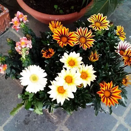 فندق مبيت وإفطار La Casa Di Ro روما