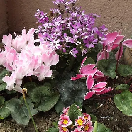 Bed & Breakfast La Casa Di Ro Rom